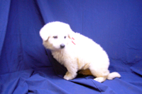 ホワイトシェパード子犬 2020/02/07 産まれ (2020/03/19 撮影)
