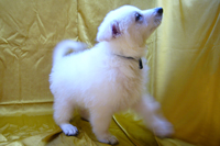 ホワイトシェパード子犬 2020/02/28 産まれ (2020/04/25 撮影)