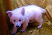 ホワイトシェパード子犬 2020/02/28 産まれ (2020/04/25 撮影)