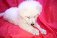 ホワイトシェパード子犬 2020/08/14 産まれ (2020/09/25 撮影)