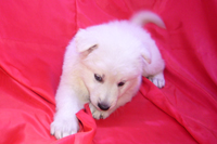 ホワイトシェパード子犬 2020/08/14 産まれ (2020/09/25 撮影)