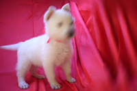 ホワイトシェパード子犬 2020/11/07 産まれ (2020/12/19 撮影)
