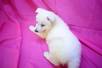 ホワイトシェパード子犬 2022/02/06 産まれ (2022/03/18 撮影)