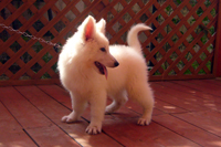 ホワイトシェパード子犬 2022/03/13 産まれ (2022/05/28 撮影)
