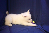 ホワイトシェパード子犬 2022/05/01 産まれ (2022/06/17 撮影)