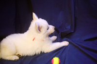 ホワイトシェパード子犬 2022/05/01 産まれ (2022/06/17 撮影)