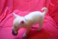 ホワイトシェパード子犬 2022/08/06 産まれ (2022/09/28 撮影)