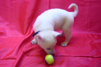 ホワイトシェパード子犬 2022/08/06 産まれ (2022/09/28 撮影)