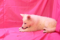 ホワイトシェパード子犬 2022/12/25 産まれ (2023/03/08 撮影)