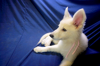 ホワイトシェパード子犬 2023/05/15 産まれ (2023/07/31 撮影)