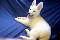 ホワイトシェパード子犬 2023/05/15 産まれ (2023/07/31 撮影)
