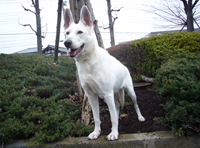 ホワイトシェパード子犬の母犬「カレン」