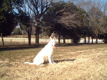 ホワイトシェパード専門犬舎サクセション 公園の写真