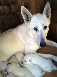 ホワイトシェパード Sharon と子犬たち (2012/05/16 撮影)