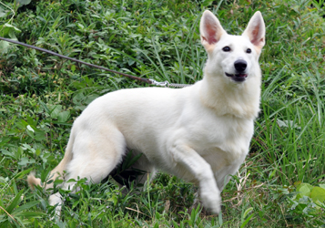 ホワイトシェパード子犬の母犬「シロップ」