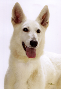 ホワイトシェパード子犬の母犬「ヴィーナス」