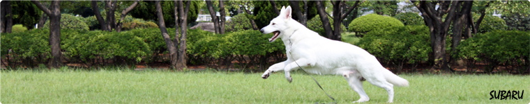 ホワイトシェパード専門犬舎 サクセション フロントページの写真