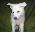 ホワイトシェパードの子犬の写真 (緑色の背景)